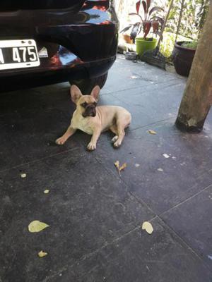 Vendo cachorra 6meses fca