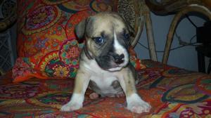 American Bullys Una Joyita.