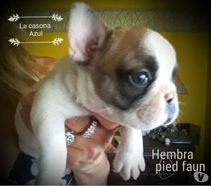 Bulldog frances cachorros