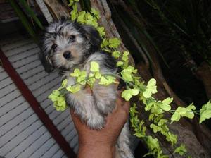 CASI YORKSHIRE TERRIER