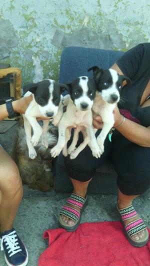 Cachorros 45 dias