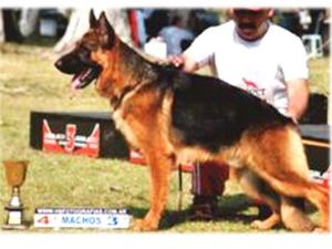 Cachorros Ovejeros Alemán