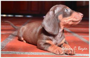 Cachorros Salchichas Mini (Dachshund)