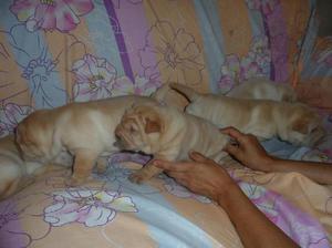 Cachorros Shar Pei