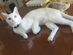 Gatito blanco de 7 meses en adopción