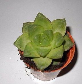 Planta Suculenta Haworthia Cymbiformis En Maceta Numero 6