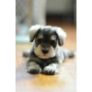 Schnauzer Mini Hembra