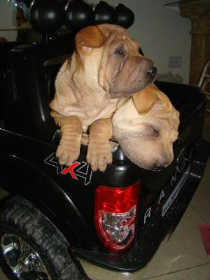 Shar Pei Hembras