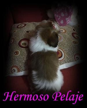 Shih Tzu Ultima Hembrita a Super Precio !!!