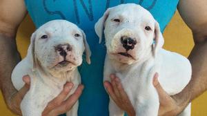 Vendo Dos Cachorras Dogo Argentino.