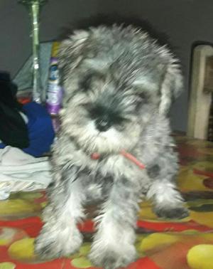 Vendo Schnauzer Mini