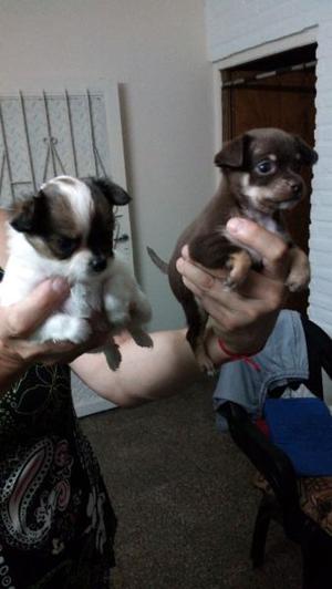 vendo hermoso chihuahua