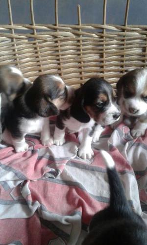 Cachorros beagles !!!