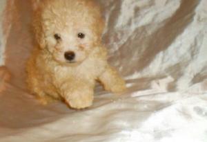 HERMOSO CANICHE MICROTOY MACHO DORADITO