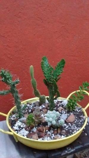 Popurrí de cactus y suculentas