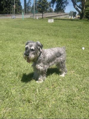 Vendo Cachorros Schnauzer Standard (no mini, no gigante)