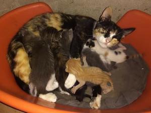 Adopción gata tricolor