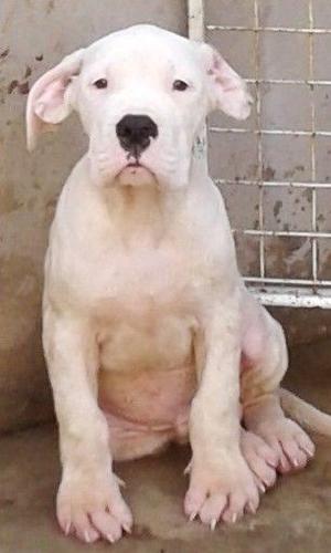 Cachorro Dogo Argentino