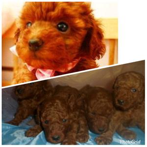 Cachorros caniche mini rojos