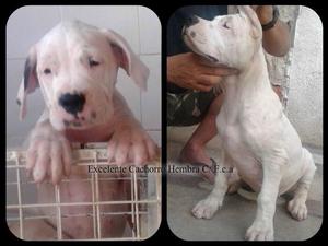 Dogo Argentino *Impresionantes Cachorros!