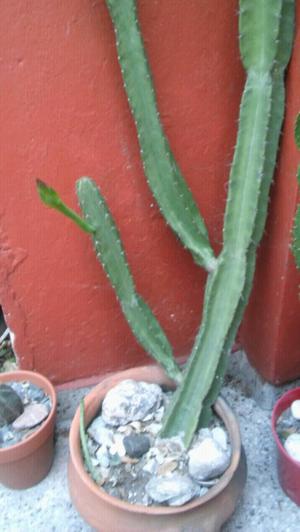 Hermoso cactus cereus