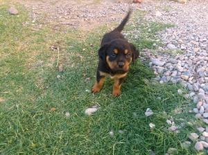 Hermosos cachorros Rottweiler