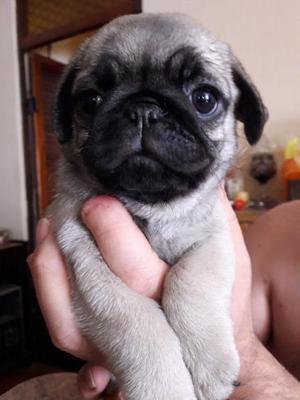 Hermosos pug carlinos