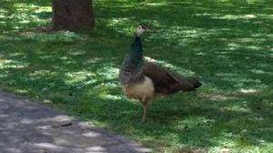 Pavo real hembras