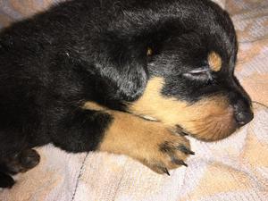 ROTTWEILER BRASILERO HERMOSOS