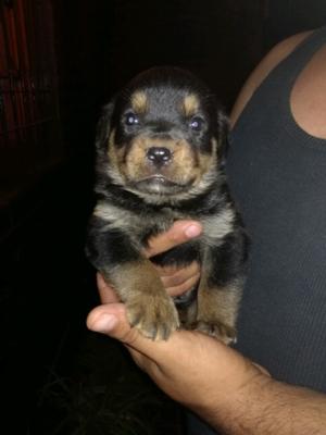 Vendo Rottweiler cachorros