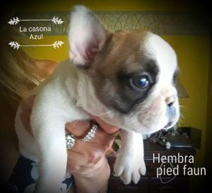 Vendo cachorros bulldog frances