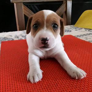 Cachorros Jack Russell