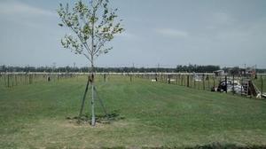 Domselaar Chico - Excelente lote de 10x38 $195.000