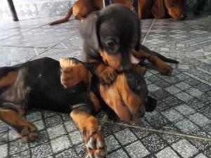 Hermosos cachorros salchichas!