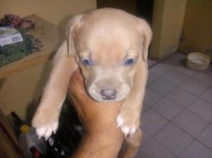 Pit bull red nose