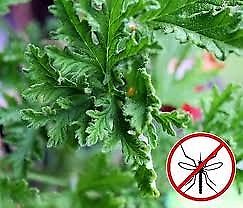 Plantas de Citronella para ahuyentar los mosquitos y dengue