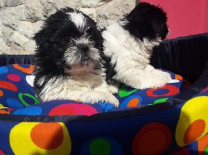 Shih Tzu Hembritas Hermosas