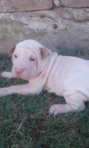 shar pei cachorros