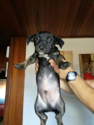 Adopción de perrito cruza bull terrier macho dos meses y