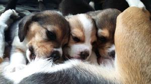 Beagle Tricolor Puro