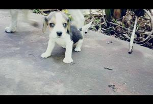 Cachorros Beagles Tricolor