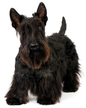 Cachorros SCOTTISH TERRIER criadero MarcAles