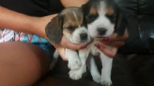 Cachorros beagles tricolor