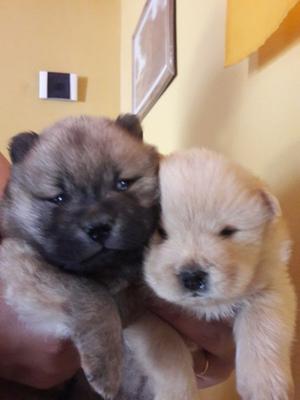 Chow chow cachorros