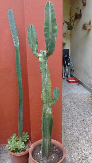 Gran cactus cereus