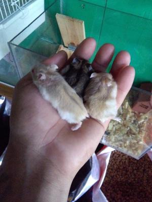Hamster rusos bebes