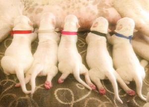 Hermosos cachorros Dogo Argentino