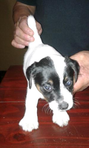 Jack Russell cachorro macho