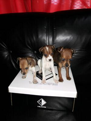 Pinscher hembritas enanas