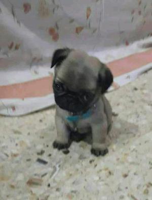 Pug carlino garrafita